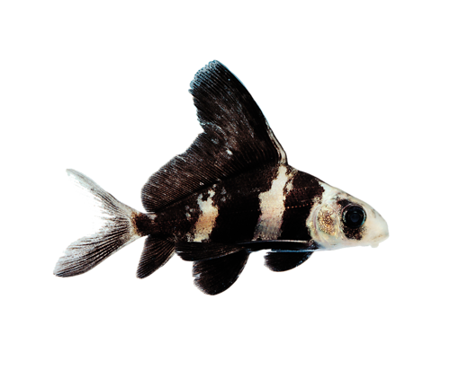 akvariumi_halak_193.png