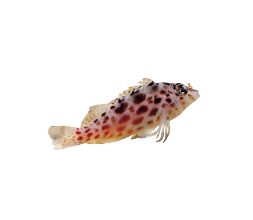 akvariumi_halak_194.png