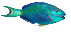akvariumi_halak_195.png