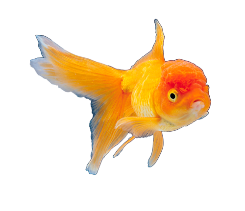 akvariumi_halak_198.png