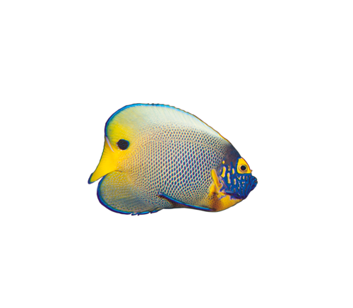 akvariumi_halak_200.png