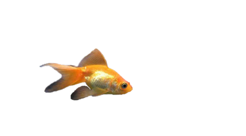 akvariumi_halak_204.png