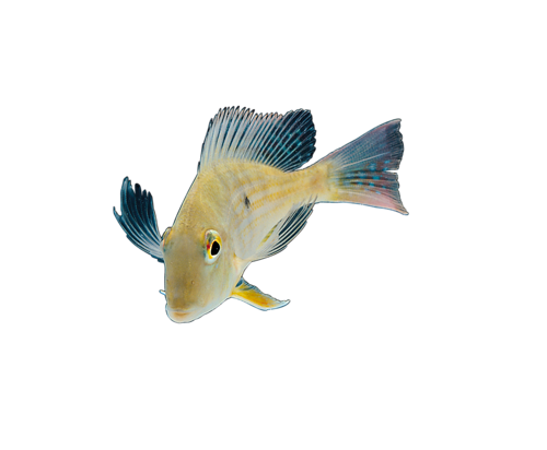 akvariumi_halak_205.png