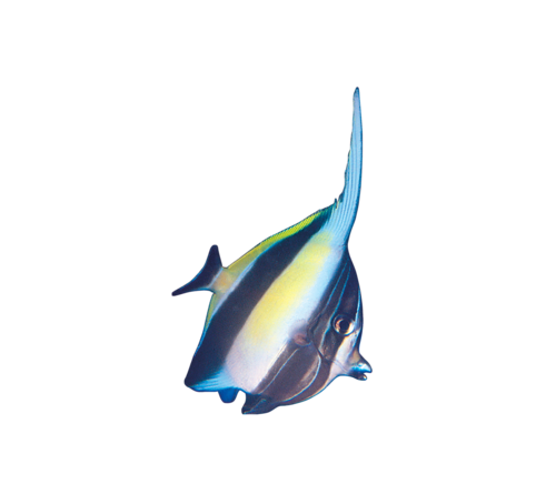akvariumi_halak_207.png