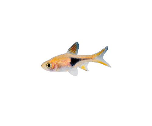 akvariumi_halak_208.png