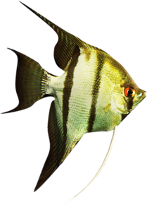 akvariumi_halak_210.png