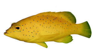 akvariumi_halak_212.png