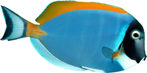 akvariumi_halak_213.png