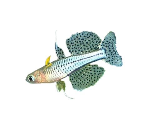 akvariumi_halak_214.png