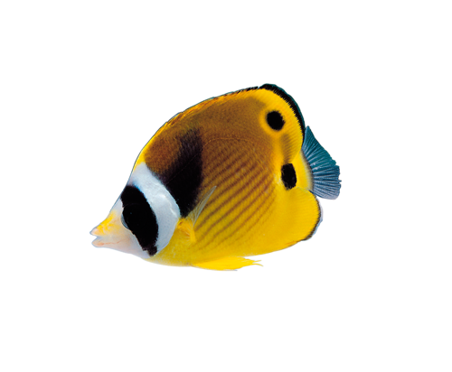 akvariumi_halak_215.png
