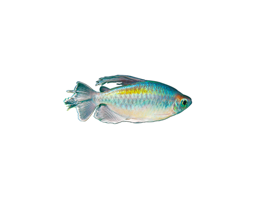 akvariumi_halak_216.png