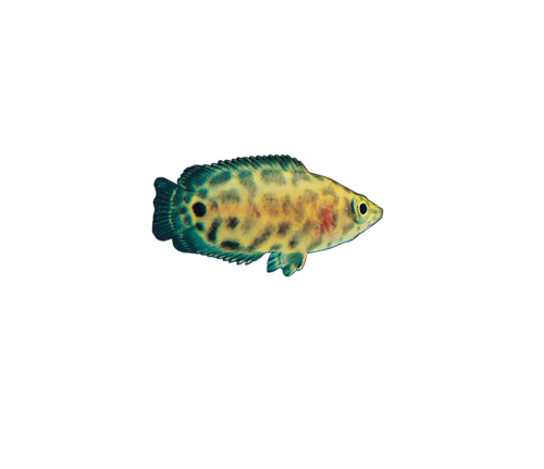 akvariumi_halak_218.png