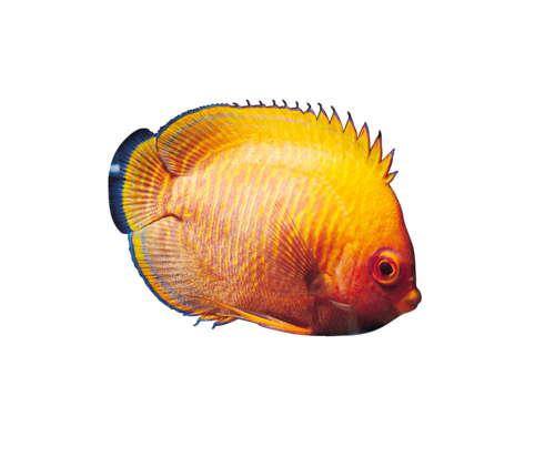 akvariumi_halak_219.png
