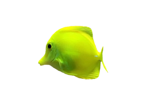 akvariumi_halak_224.png