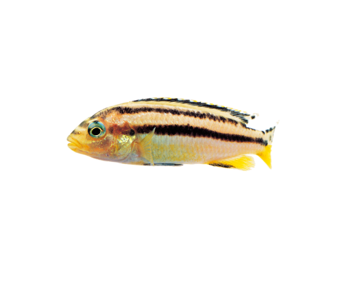 akvariumi_halak_225.png