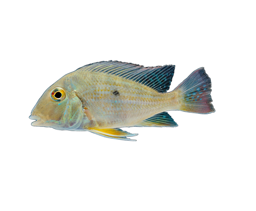 akvariumi_halak_227.png