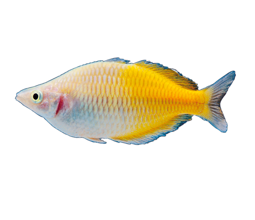 akvariumi_halak_228.png