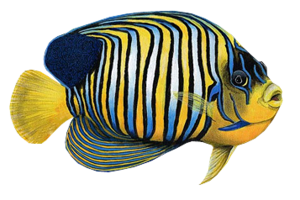 akvariumi_halak_23.png