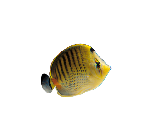 akvariumi_halak_235.png