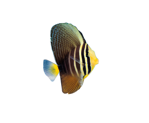 akvariumi_halak_236.png