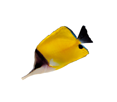 akvariumi_halak_239.png
