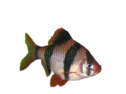 akvariumi_halak_24.png