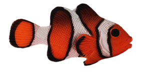 akvariumi_halak_240.png
