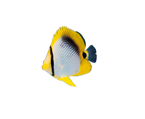 akvariumi_halak_242.png