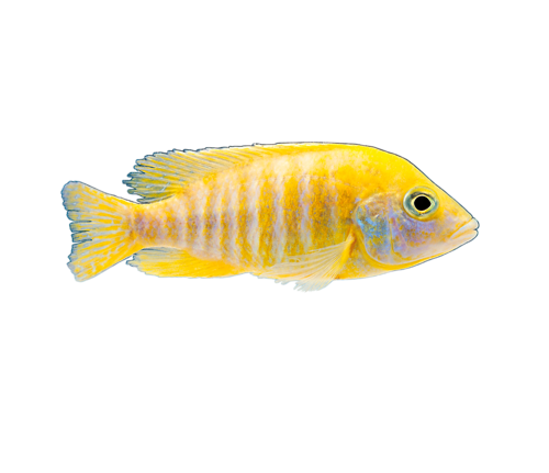 akvariumi_halak_243.png