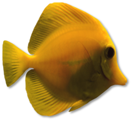 akvariumi_halak_246.png