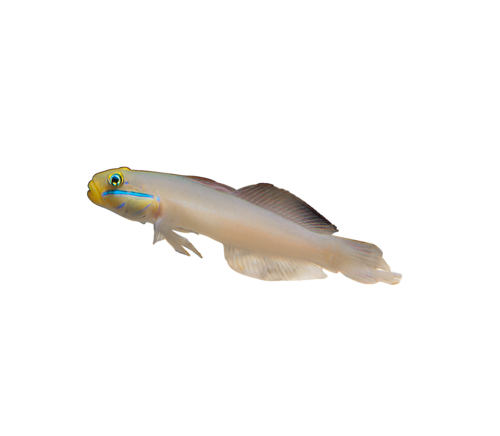 akvariumi_halak_249.png