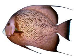 akvariumi_halak_251.png