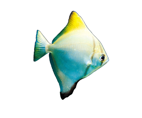 akvariumi_halak_252.png