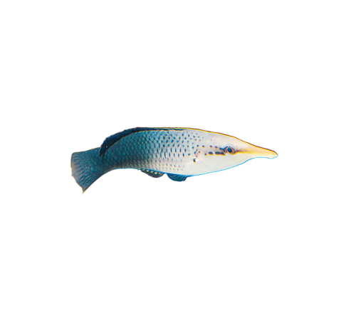 akvariumi_halak_255.png