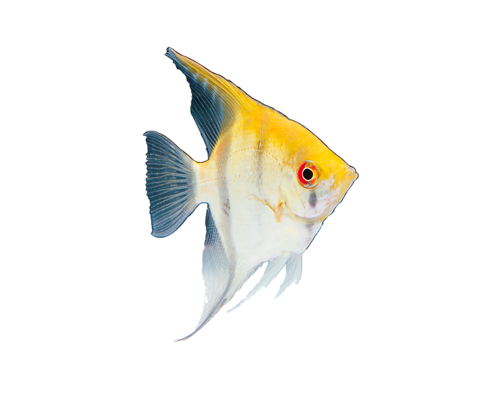 akvariumi_halak_256.png