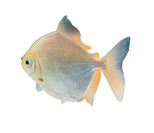 akvariumi_halak_257.png