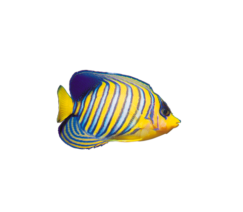 akvariumi_halak_258.png