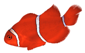 akvariumi_halak_259.png