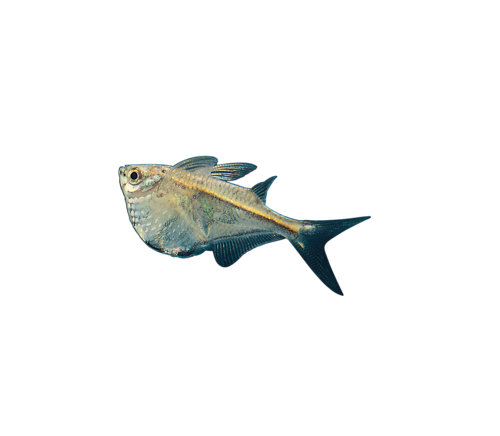 akvariumi_halak_262.png