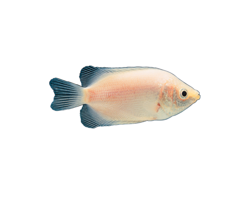 akvariumi_halak_264.png