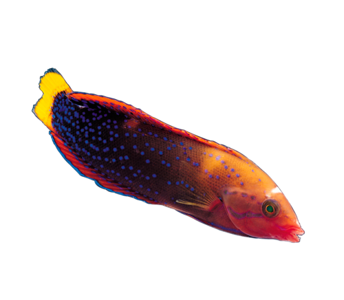 akvariumi_halak_265.png