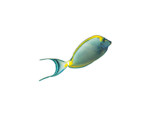 akvariumi_halak_268.png