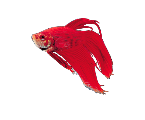 akvariumi_halak_269.png