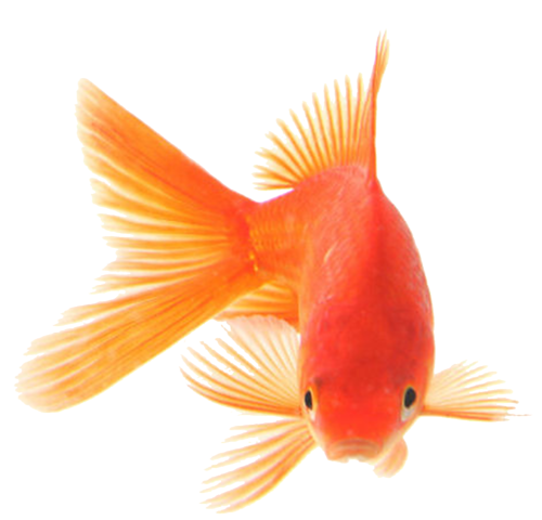 akvariumi_halak_270.png