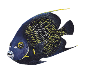 akvariumi_halak_285.png