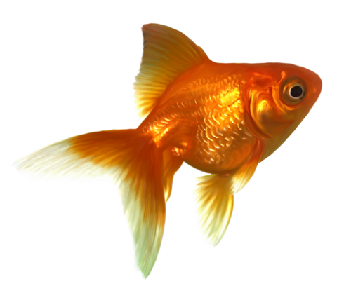 akvariumi_halak_305.png