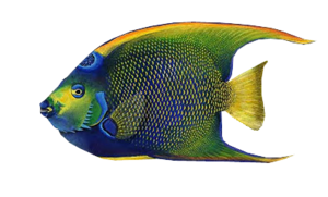 akvariumi_halak_31.png