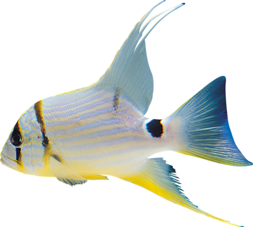 akvariumi_halak_312.png