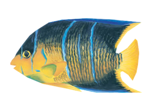 akvariumi_halak_32.png