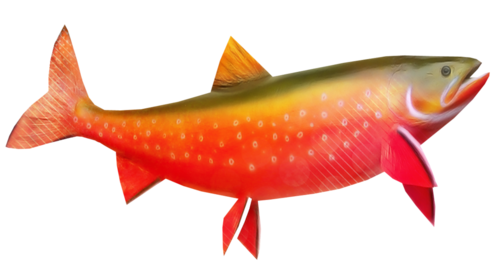 akvariumi_halak_342.png